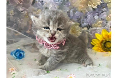 販売中の千葉県のサイベリアン-119527の7枚目