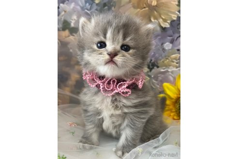販売中の千葉県のサイベリアン-119527の5枚目