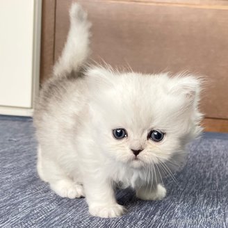 販売中の愛知県のミヌエット-117958の4枚目