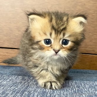 販売中の愛知県のミヌエット-117957の3枚目