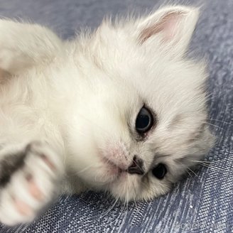 販売中の愛知県のミヌエット-117955の3枚目