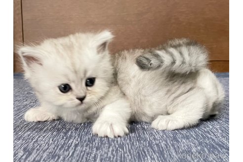 販売中の愛知県のミヌエット-117955の4枚目