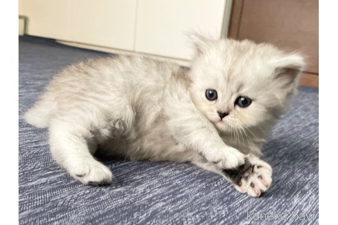 販売中の愛知県のミヌエット-117955