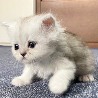 販売中の愛知県のミヌエット-117956の5枚目