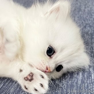 販売中の愛知県のミヌエット-117952の5枚目