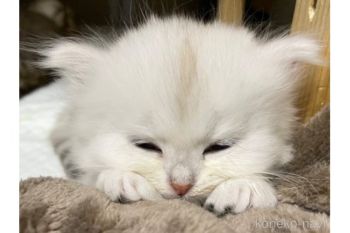 販売中の愛知県のミヌエット-117952の6枚目