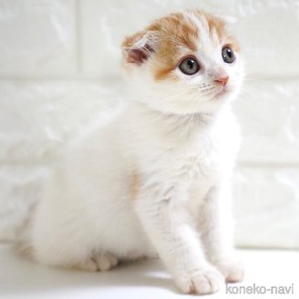 販売中の愛知県のスコティッシュフォールド-119543の13枚目