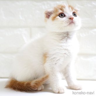 販売中の愛知県のスコティッシュフォールド-119543の14枚目