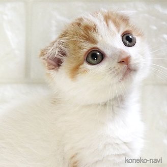 販売中の愛知県のスコティッシュフォールド-119543の6枚目