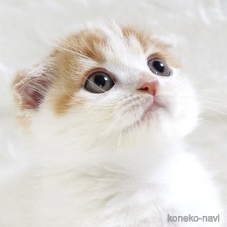 販売中の愛知県のスコティッシュフォールド-119543の7枚目
