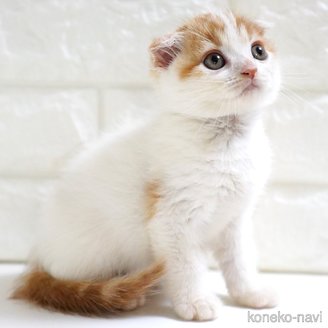 販売中の愛知県のスコティッシュフォールド-119543の11枚目