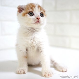 販売中の愛知県のスコティッシュフォールド-119543の3枚目