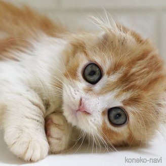販売中の愛知県のスコティッシュフォールド-119545の14枚目