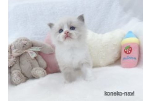 販売中の大阪府のラグドール-119567の2枚目