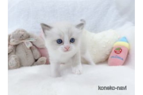販売中の大阪府のラグドール-119568の4枚目