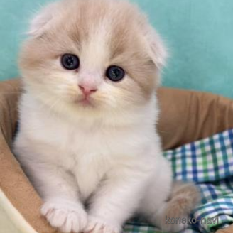 成約済の大阪府のスコティッシュフォールド(折れ耳)-119571の1枚目