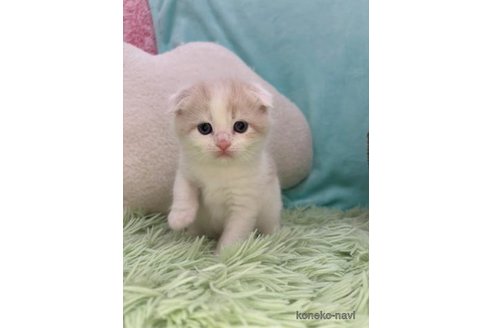 販売中の大阪府のスコティッシュフォールド(折れ耳)-119572の5枚目