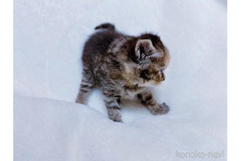 成約済の鹿児島県のスコティッシュフォールド-117224の4枚目