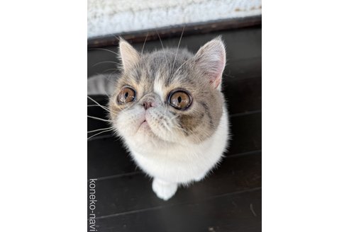 成約済の神奈川県のエキゾチックショートヘア-100870の2枚目