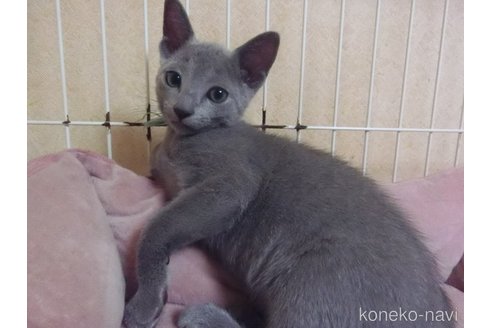 販売中の兵庫県のロシアンブルー-118753の12枚目