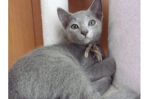 成約済の兵庫県のロシアンブルー-118748の6枚目