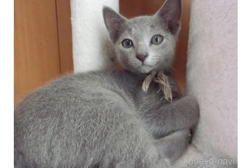 成約済の兵庫県のロシアンブルー-118748の5枚目