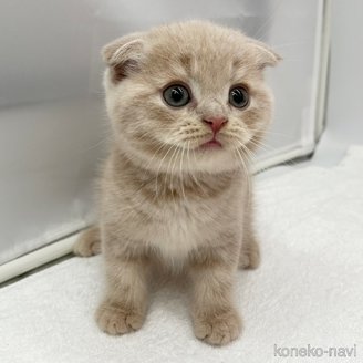 商談中の愛知県のスコティッシュフォールド(折れ耳)-119596の3枚目