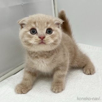 商談中の愛知県のスコティッシュフォールド(折れ耳)-119596の4枚目