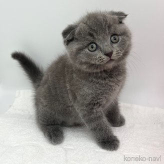 販売中の愛知県のスコティッシュフォールド(折れ耳)-119597の2枚目