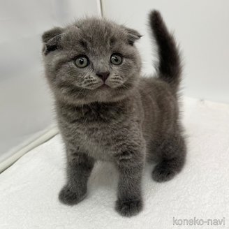 販売中の愛知県のスコティッシュフォールド(折れ耳)-119597の3枚目