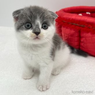 販売中の愛知県のスコティッシュフォールド(折れ耳)-119598の2枚目