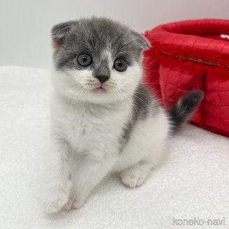 販売中の愛知県のスコティッシュフォールド(折れ耳)-119598の4枚目