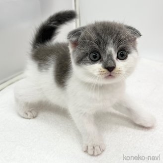 販売中の愛知県のスコティッシュフォールド(折れ耳)-119598の3枚目