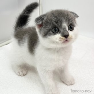 販売中の愛知県のスコティッシュフォールド(折れ耳)-119598の5枚目