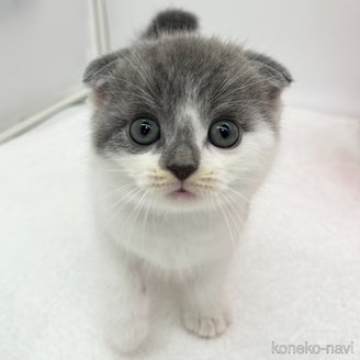 販売中の愛知県のスコティッシュフォールド(折れ耳)-119598の6枚目