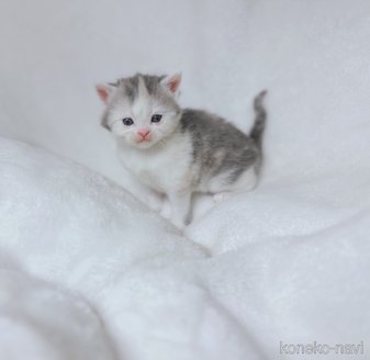商談中の鹿児島県のスコティッシュフォールド-117225の3枚目