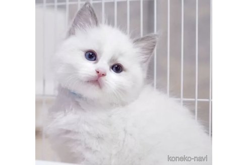 成約済の岐阜県のラグドール-118190