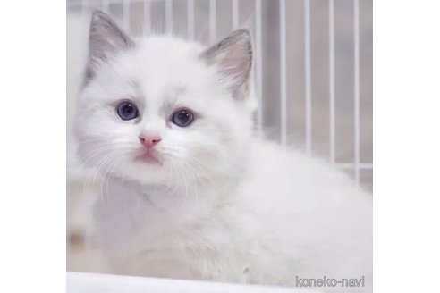 成約済の岐阜県のラグドール-118190の2枚目