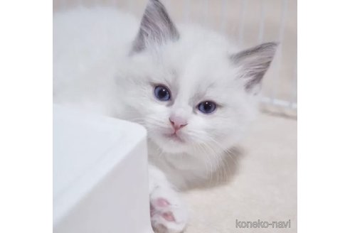 成約済の岐阜県のラグドール-118190の4枚目