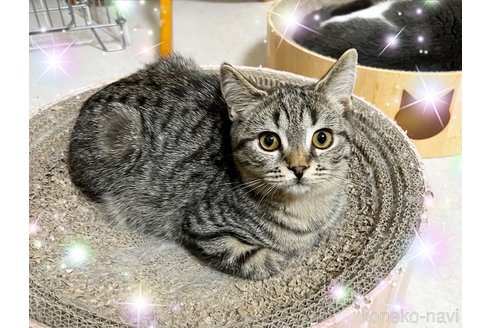 販売中の北海道のスコティッシュフォールド-108452の3枚目