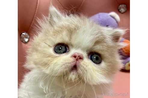 販売中の宮城県のエキゾチックショートヘア-118996