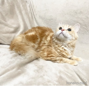 成約済の埼玉県のスコティッシュフォールド-119624の2枚目