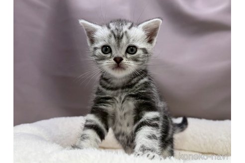 販売中の千葉県のアメリカンショートヘア-118290