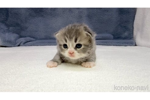 販売中の千葉県のスコティッシュフォールド-119631の3枚目