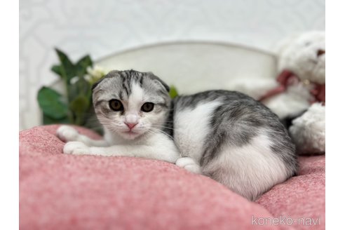 販売中の広島県のスコティッシュフォールド-113795