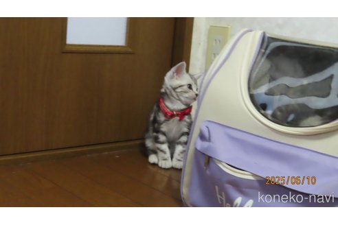 販売中の長野県のアメリカンショートヘア-119667の4枚目