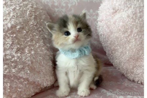 販売中の千葉県のノルウェージャンフォレストキャット-118516の2枚目