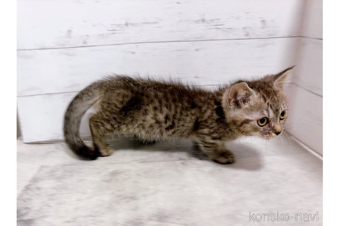 販売中の東京都のジェネッタ-119693の5枚目