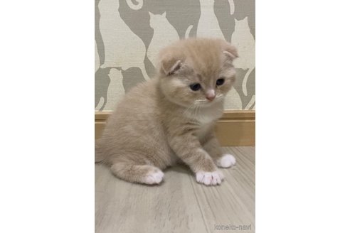 販売中の愛知県のスコティッシュフォールド(折れ耳)-119694の4枚目