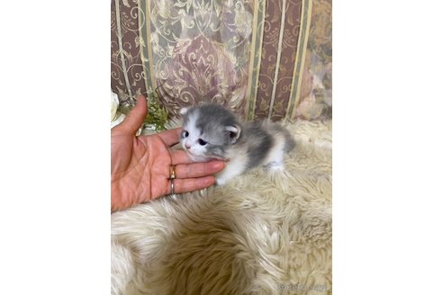 成約済の兵庫県のミヌエット(短足)-118864の7枚目